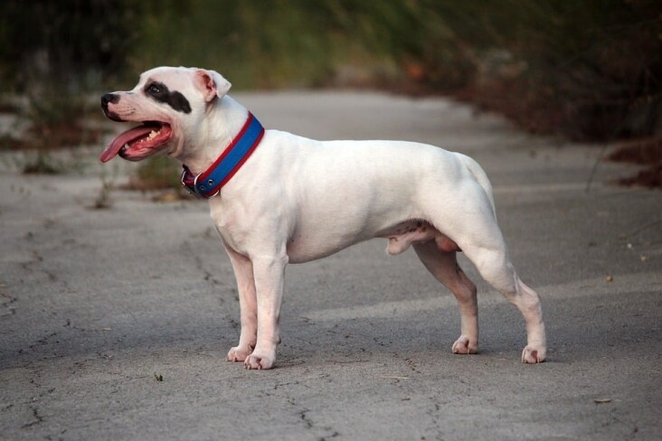 Top 5 Care Tips for a Happy Bull Terrier: A Pet Owner's Guide