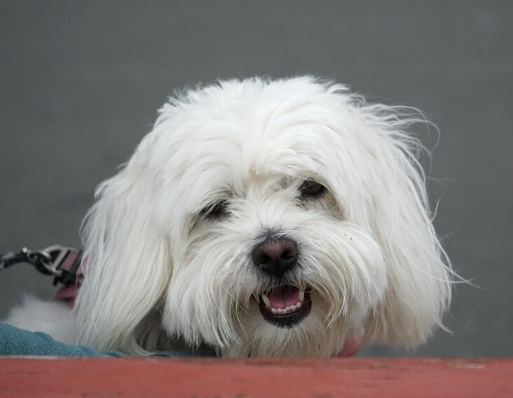 Top Care Tips for Your Coton de Tulear: A Happy, Healthy Pup!