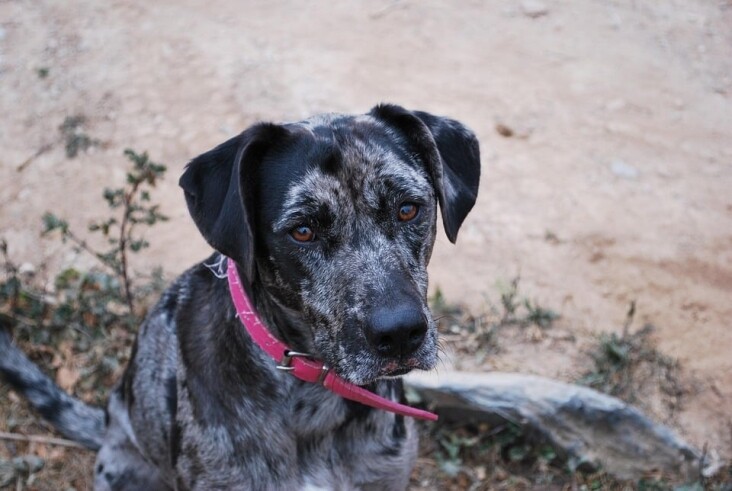 Unlocking Catahoula Charm: Care Tips for Your Dynamic Companion
