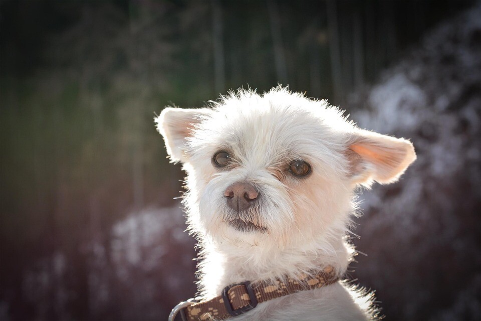 “Raising a Bedlington Terrier: Tips for a Happy & Healthy Pup”