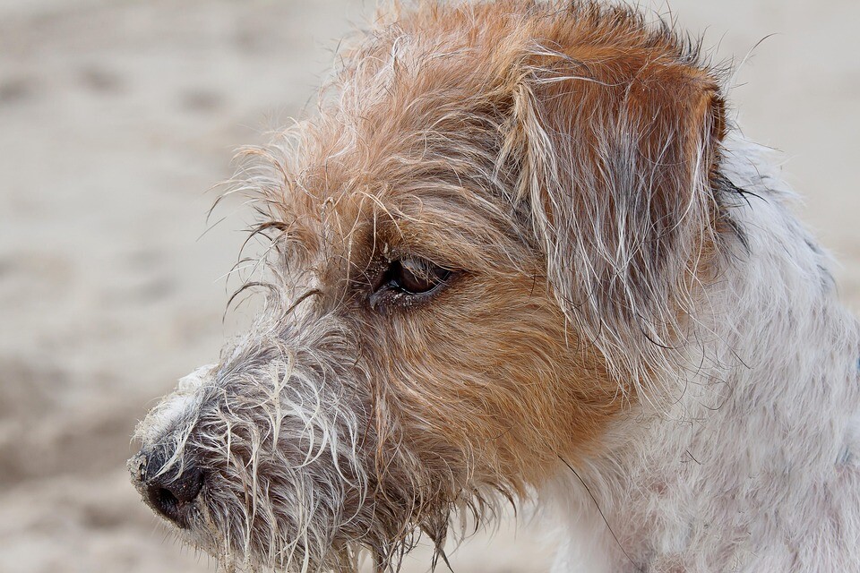 Parson Russell Terrier Care: Tips for a Happy and Active Companion