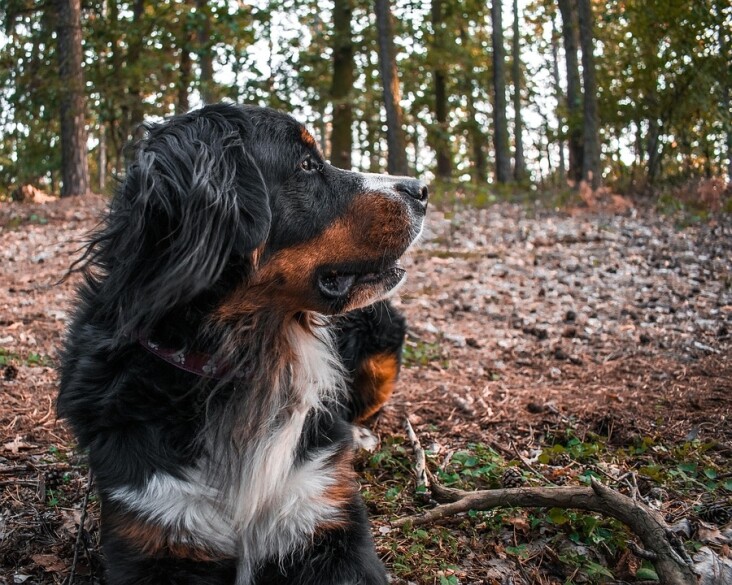 Top 7 Care Tips for Your Bernese Mountain Dog's Happiness