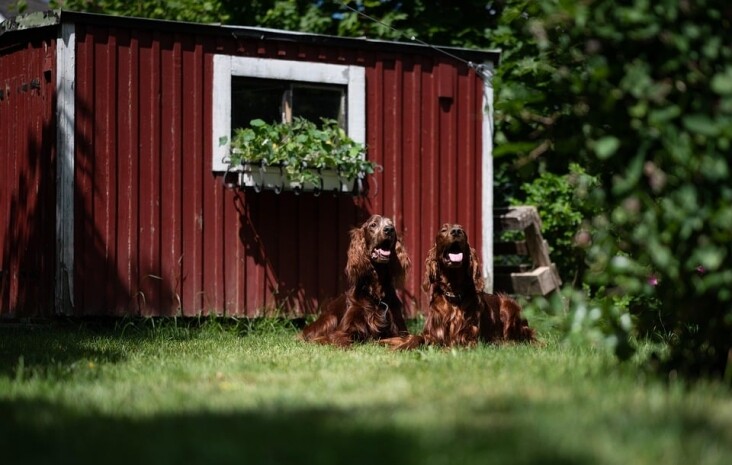 Caring for Your Irish Red and White Setter: Tips for Happy Lives