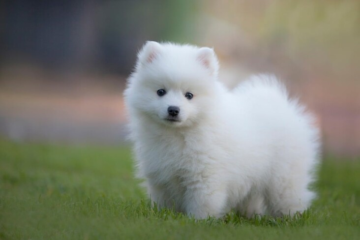 Caring for Your Japanese Spitz: Tips for a Happy, Healthy Pup