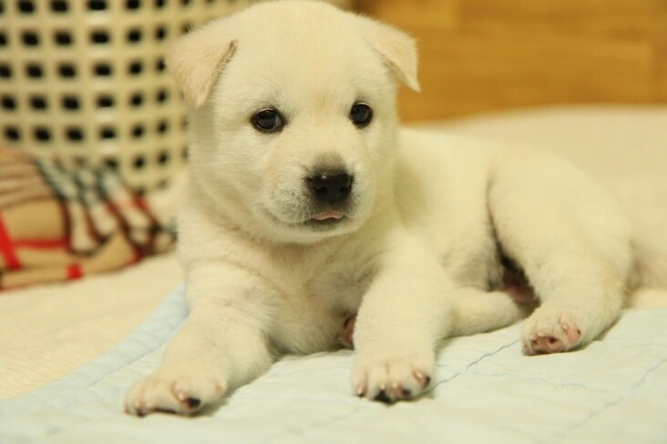 Caring for Your Jindo: Essential Tips for a Happy, Healthy Pup