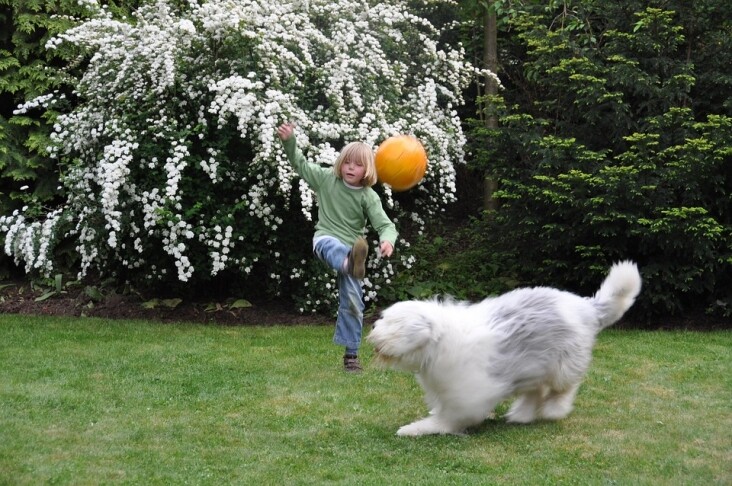Caring for Your Kurilian Bobtail: Tips for a Happy, Healthy Pet