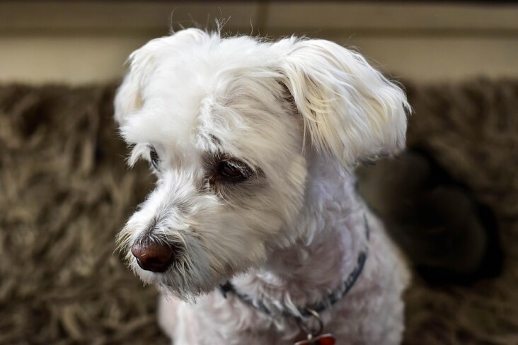 Caring for Your Maltese: Tips for a Happy, Healthy Pup