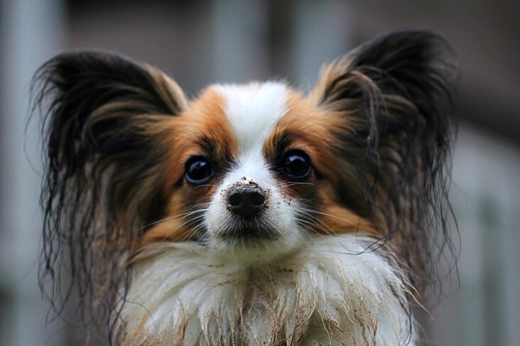 Caring for Your Papillon: Essential Tips for a Happy, Healthy Pet