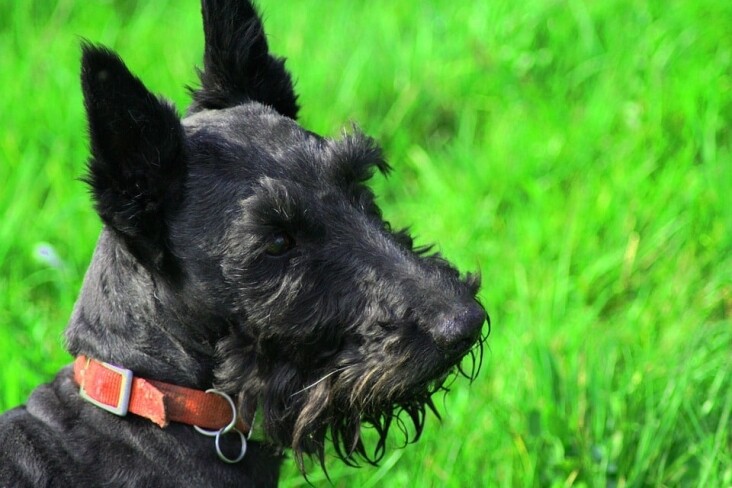Caring for Your Scottish Terrier: Essential Tips for Happy Paws