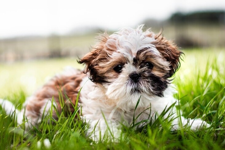 Caring for Your Shih Tzu: Tips for a Happy, Healthy Pup