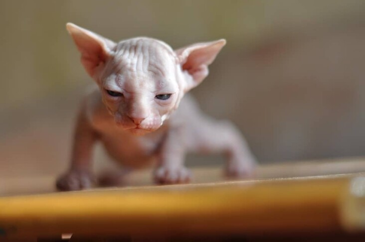 Discover the Unique Charm and Care Tips for Sphynx Dogs