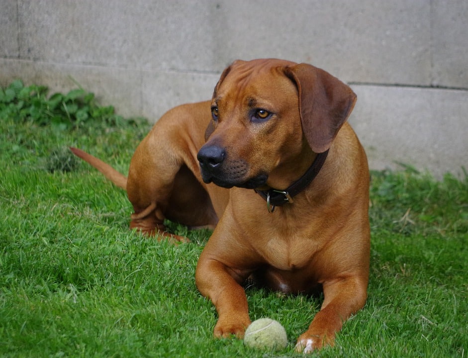 Rhodesian Ridgeback Care: Tips for a Happy, Healthy Pup