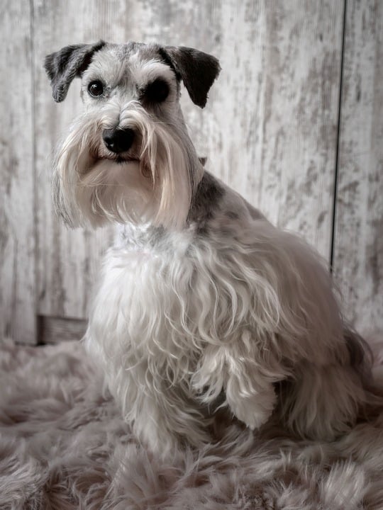 Top Care Tips for Keeping Your Standard Schnauzer Happy & Healthy