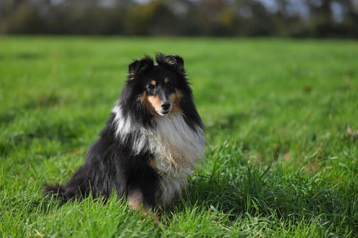 Top Care Tips for Your Shetland Sheepdog: Happy, Healthy, and Adored!