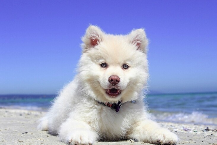 Essential Care Tips for Thriving Finnish Lapphunds: Your Guide