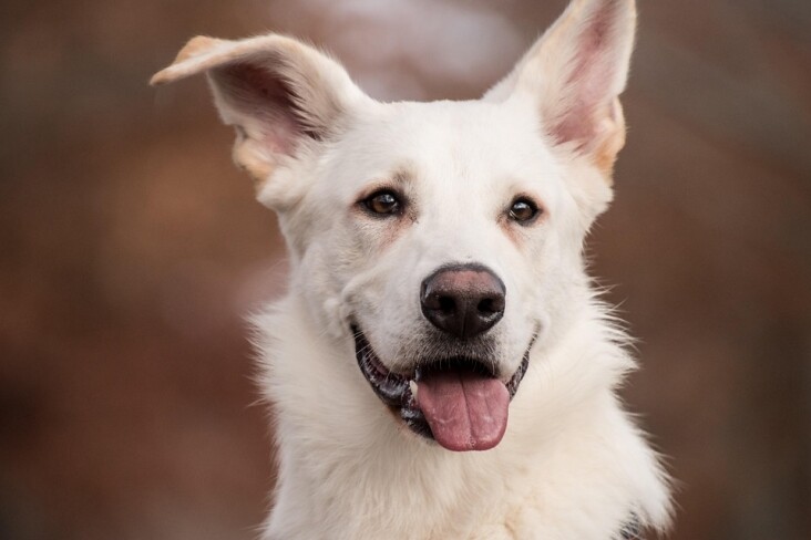 Caring for Your Carpathian Shepherd: Tips for a Happy, Healthy Pup!