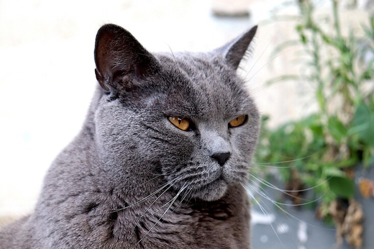 Caring for Your Chartreux: Tips for a Happy, Healthy Pet!
