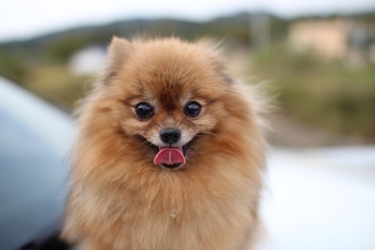Caring for Your Pomeranian: Essential Tips for a Happy, Healthy Pup