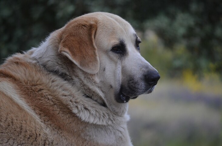 Caring for Your Pyrenean Mastiff: Tips for a Happy Life Together
