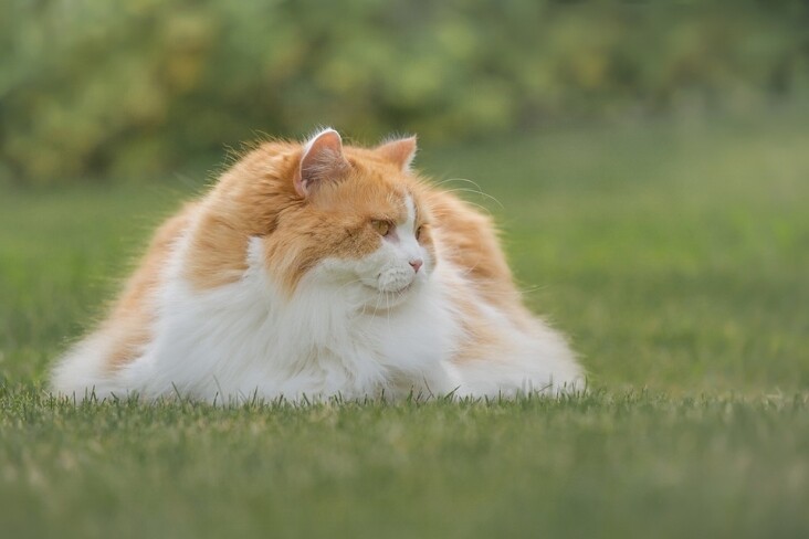 Essential Care Tips for Happy, Healthy British Longhair Pets