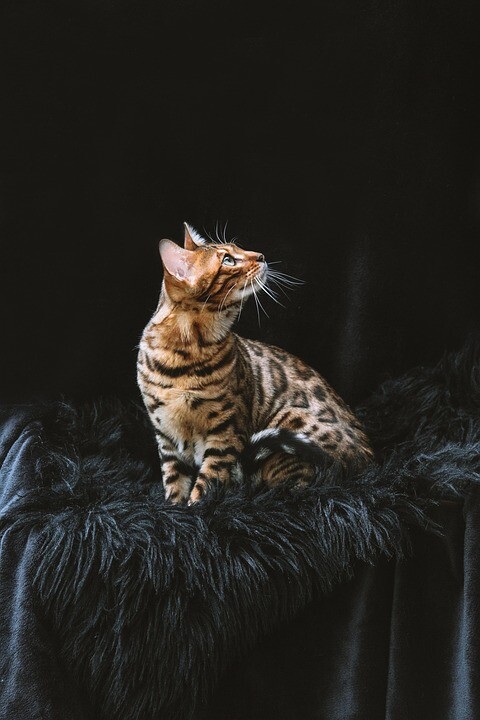 The Playful Bengal: Personality Traits & Care Tips for Your Furry Friend