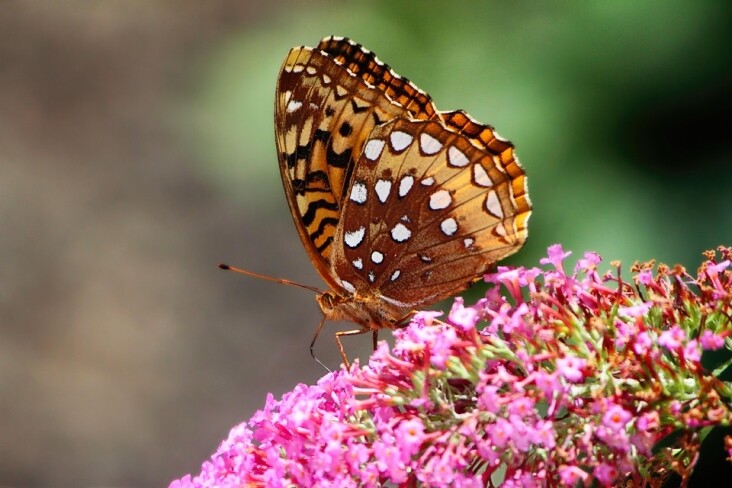Unleashing Joy: Care Tips for Your Charming California Spangled