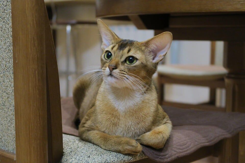 Caring for Your Abyssinian: Tips for a Happy, Healthy Cat