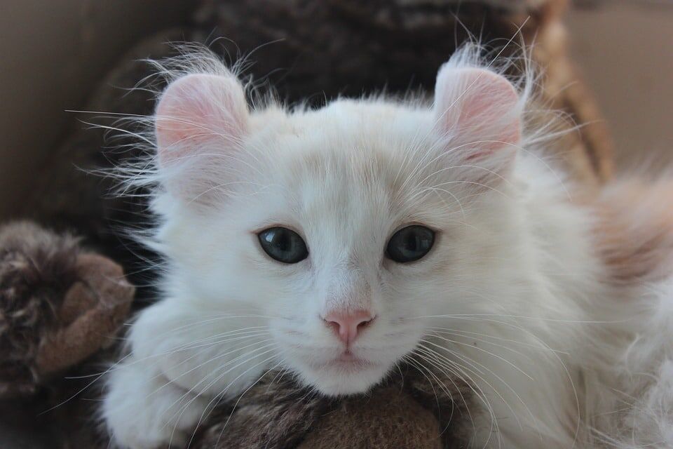 Caring for Your American Curl: Tips for a Happy, Playful Pet