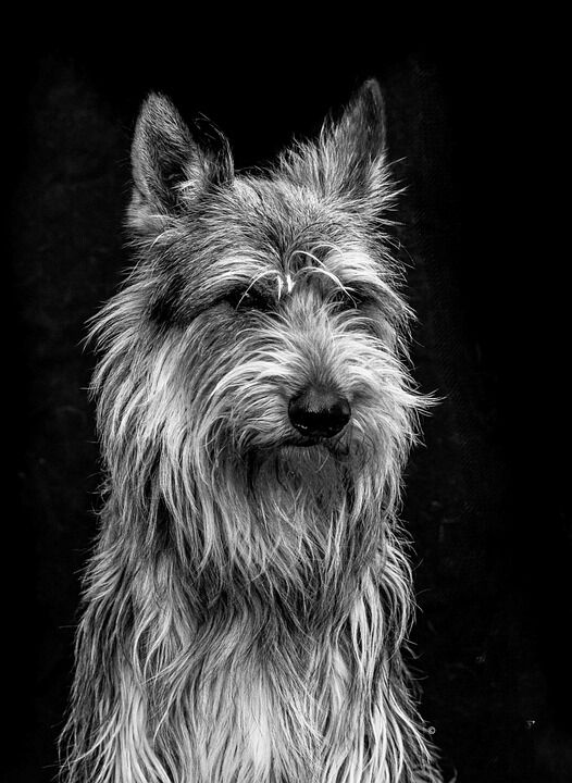 Caring for Your Berger Picard: Tips for a Happy, Healthy Pup