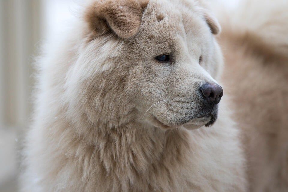 Caring for Your Chow Chow: Tips for a Happy, Fluffy Companion