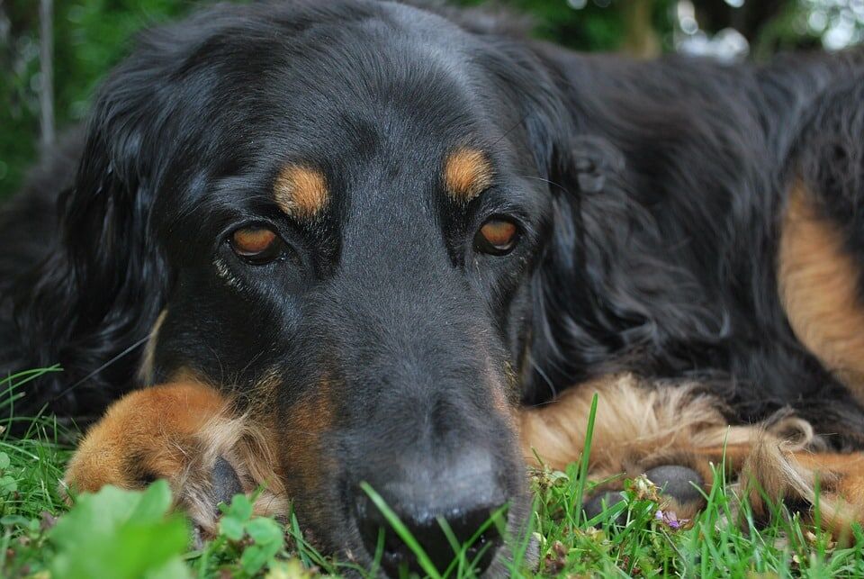 Caring for Your Hovawart: Tips for a Happy, Thriving Pup