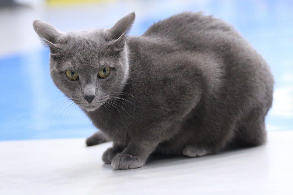 Caring for Your Russian Blue: Tips for Happy, Healthy Companionship!