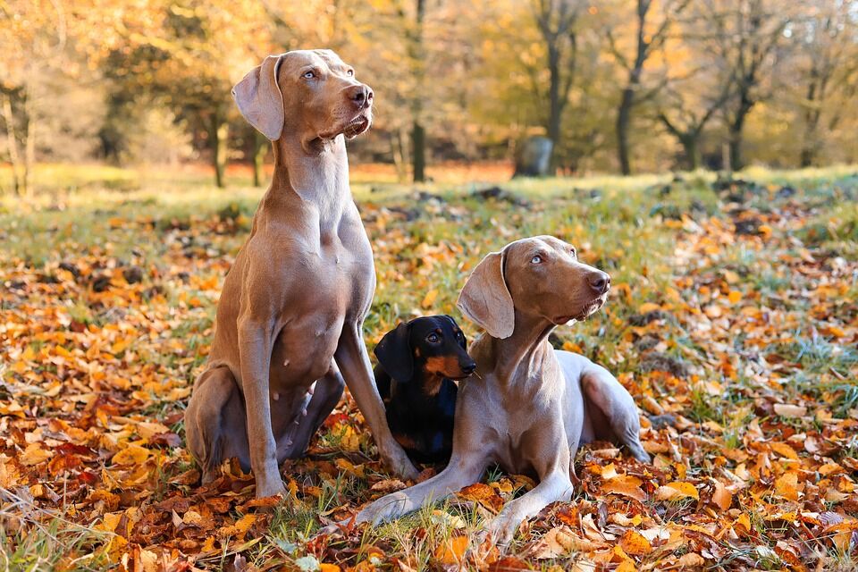 Caring for a Dachshund: Tips for a Happy, Healthy Pup!