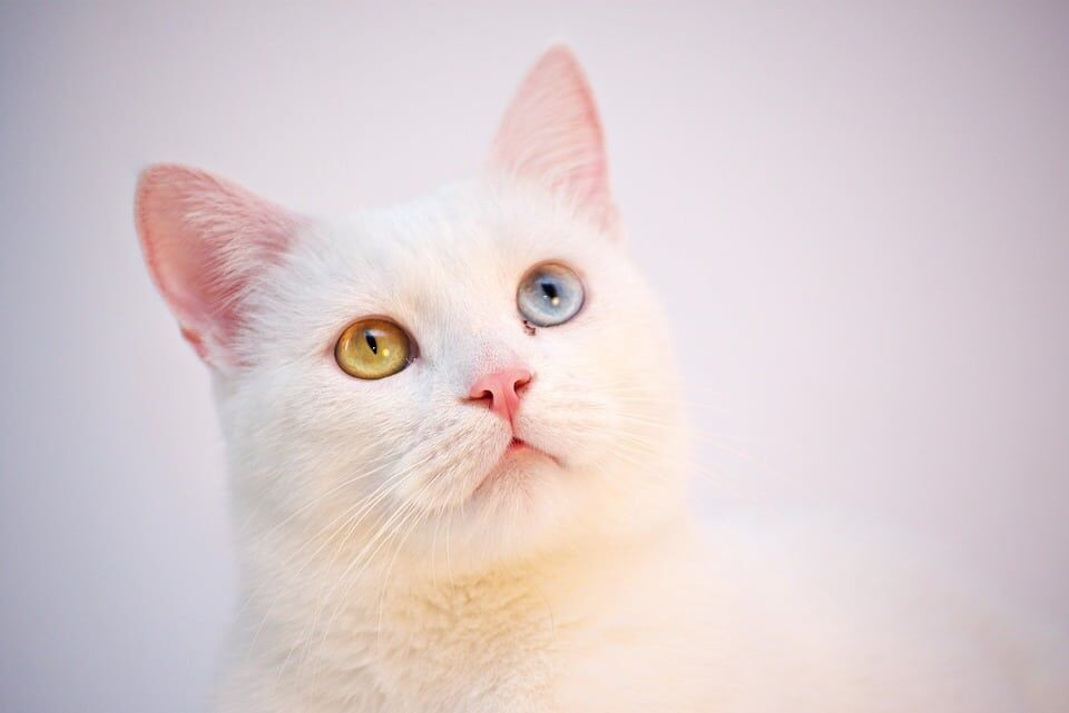The Turkish Angora: Unraveling Their Playful Personality and Care Tips