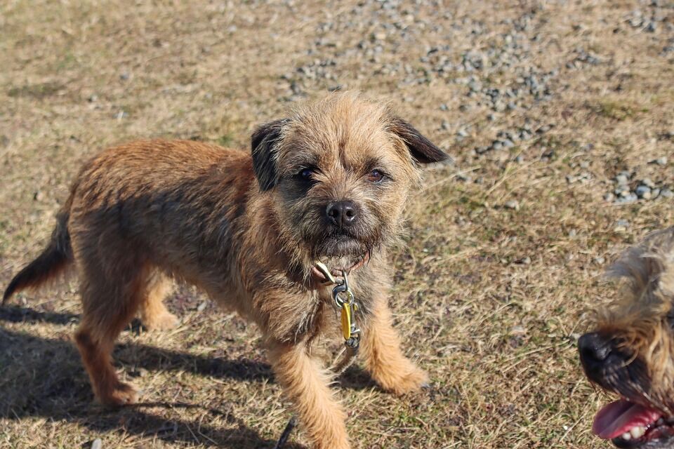 Top Care Tips for Your Dandie Dinmont: Happy Pup, Happy Home!