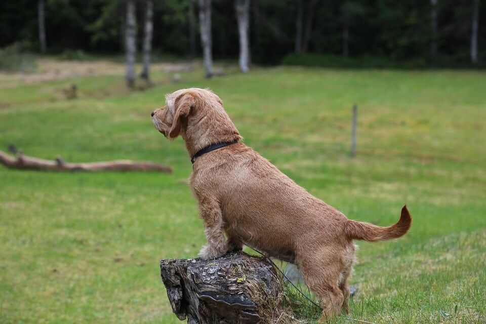 Top Care Tips for Your Grand Basset Griffon Vendéen: Happy & Healthy!
