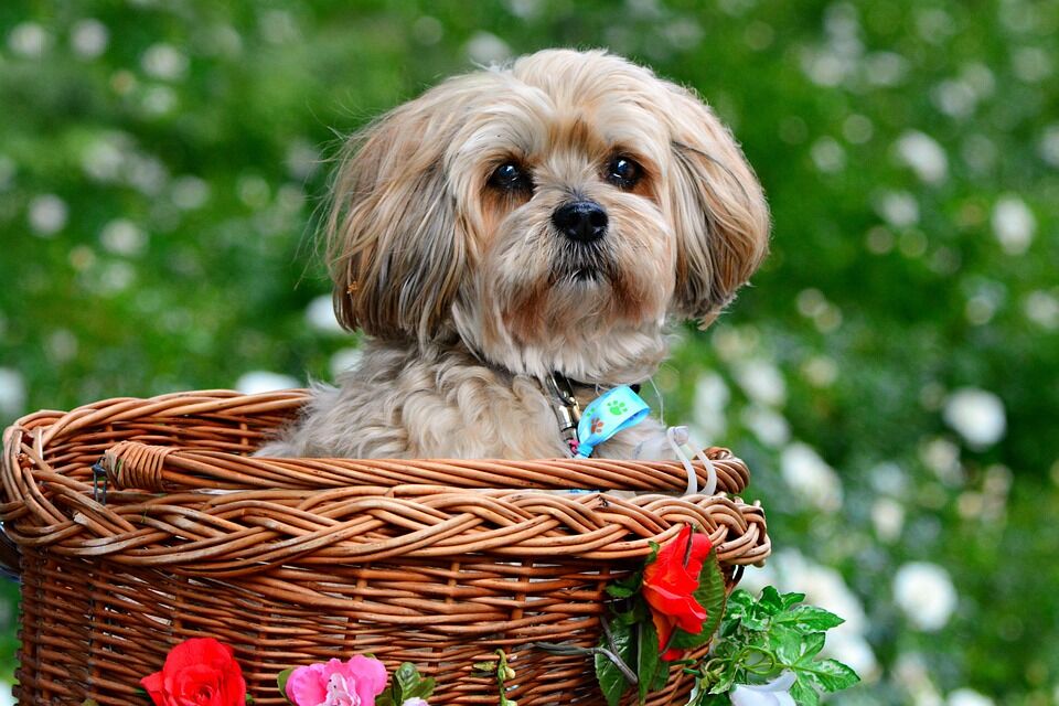 Caring for Your Lhasa Apso: Tips for a Happy, Healthy Pup!