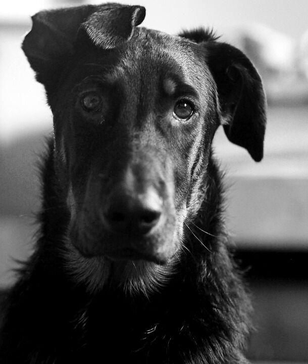 Top Care Tips for Beaucerons: Nurturing Their Spirit and Energy
