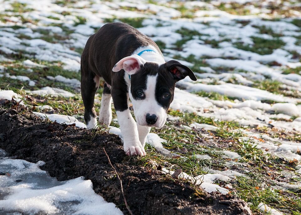 Caring for Your AmStaff: Tips for a Happy and Healthy Life
