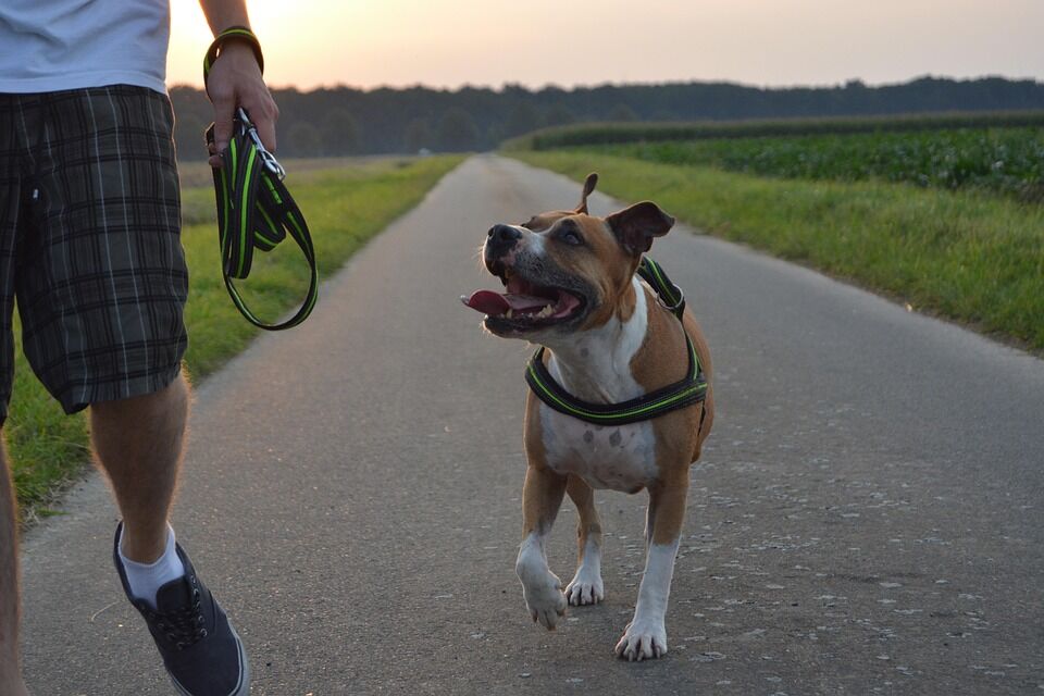 Caring for Your Amstaff: Top Tips for a Happy, Healthy Companion