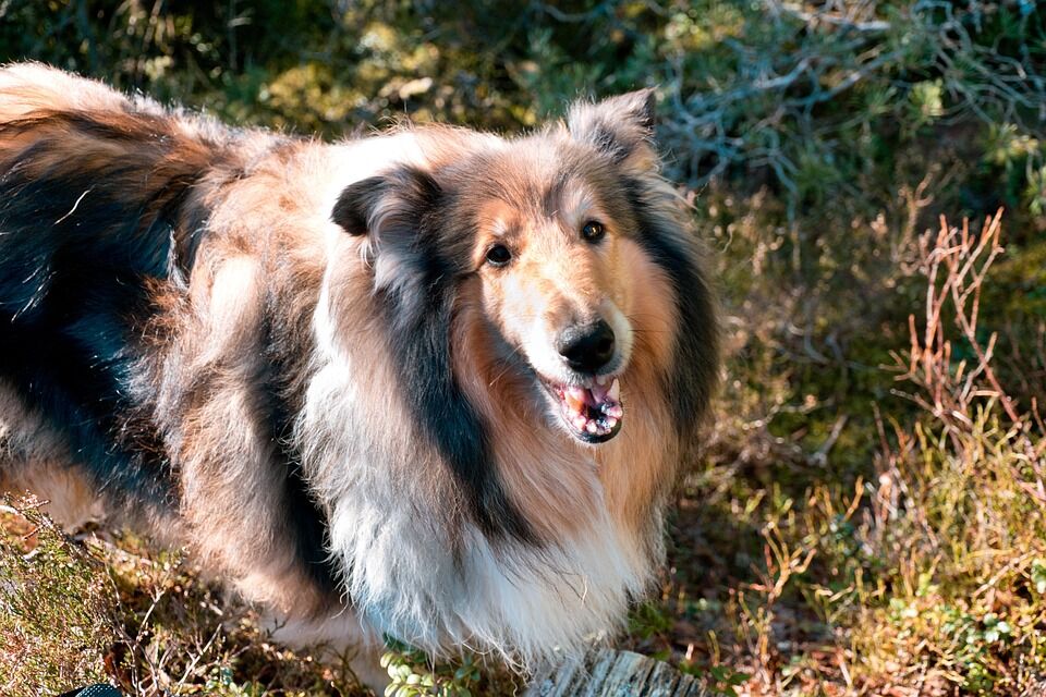 Caring for Your Saluki: Essential Tips for Happy, Healthy Companionship