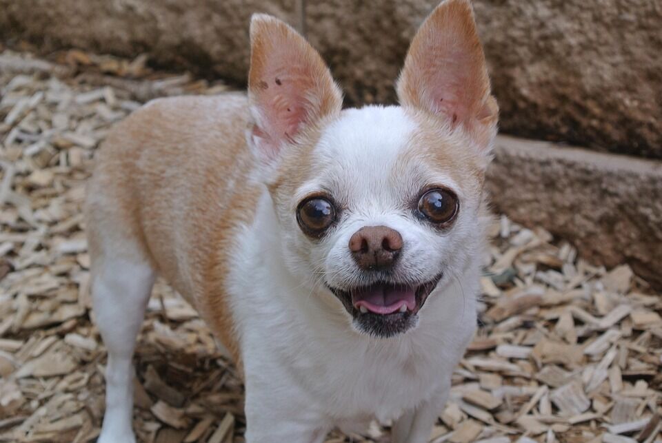 The Joyful Chihuahua: Care Tips & Emotional Benefits for Owners